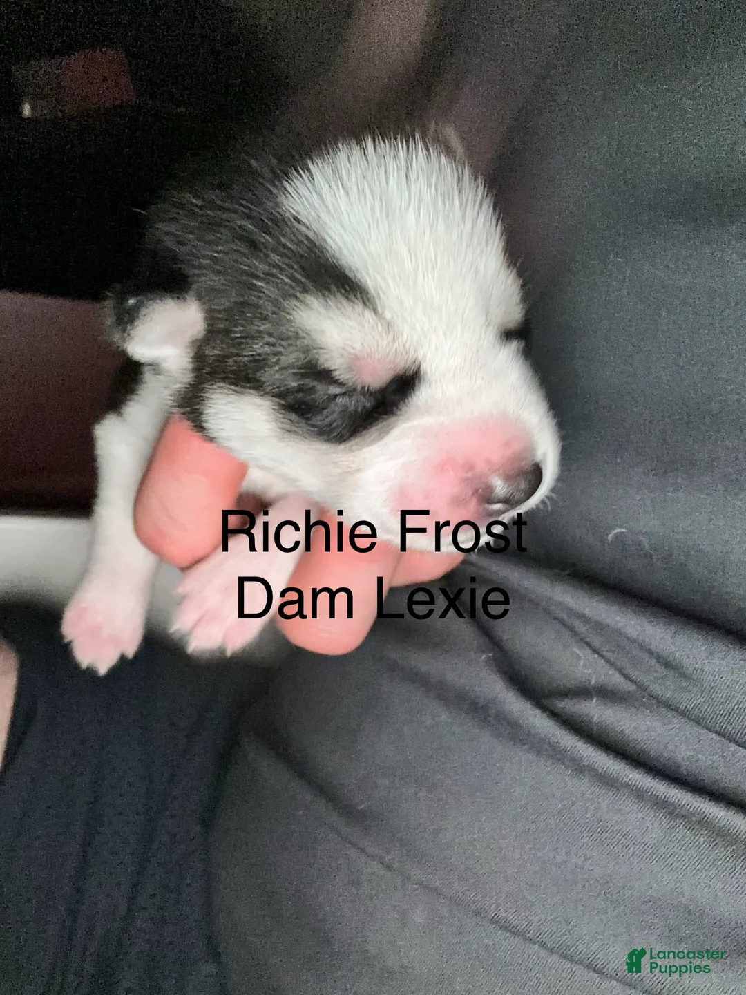 Siberian Husky dogs for sale: Richie Frost - Ad 1