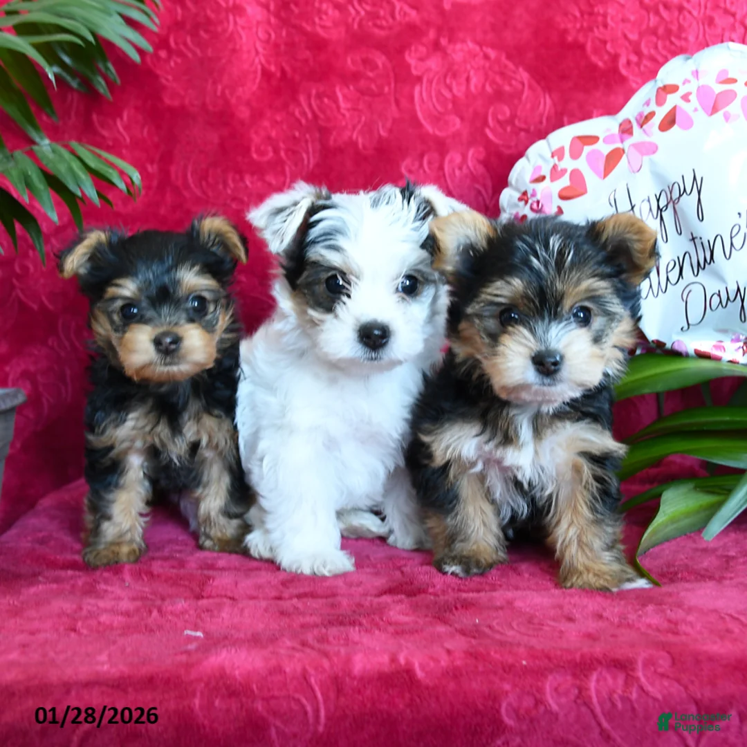 Yorkshire Terrier dogs for sale: Sheila - Ad 3
