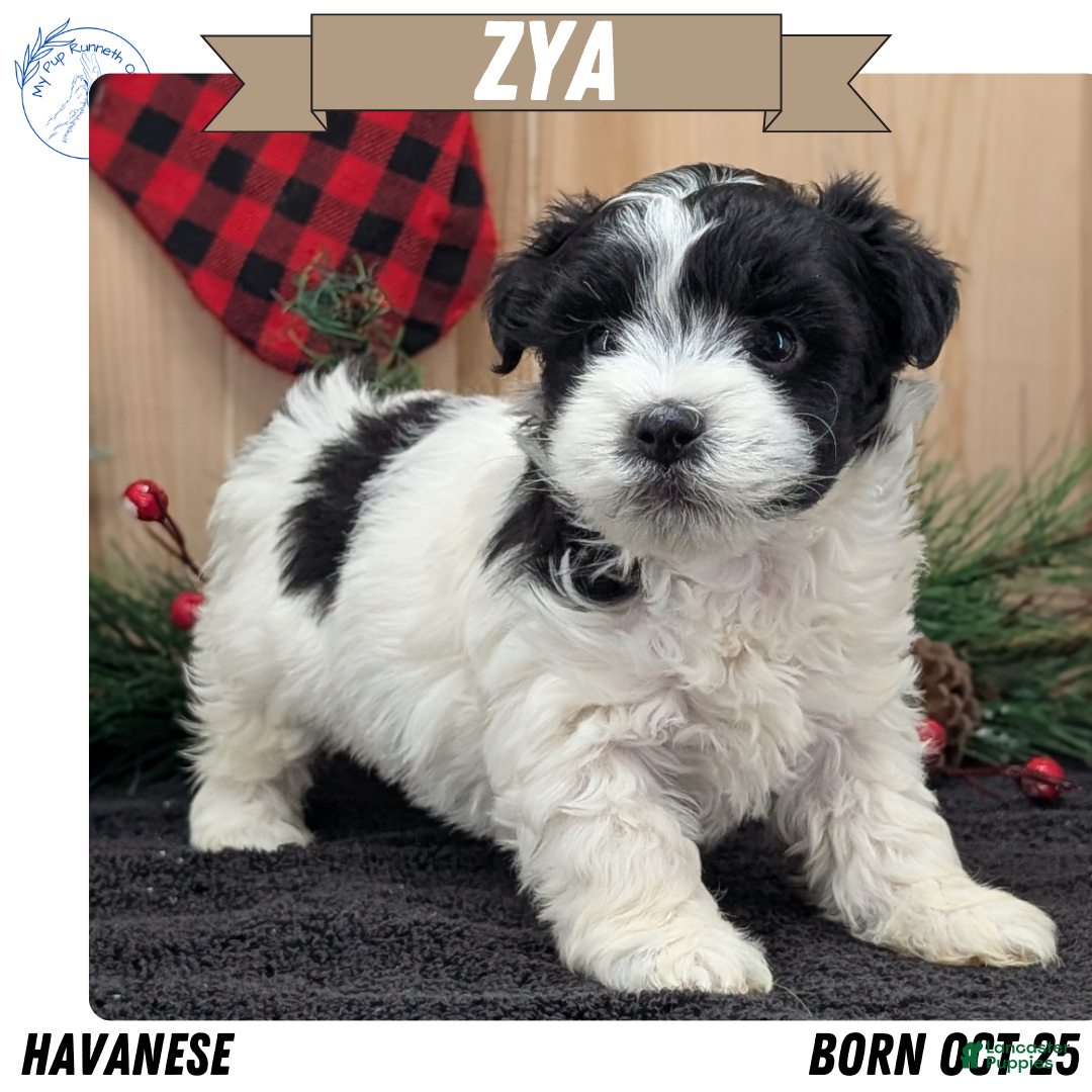 Havanese dogs Zya - Ad 4