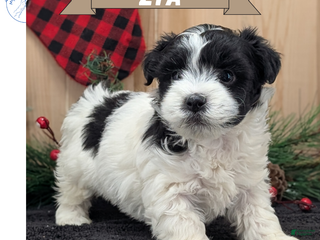 Havanese dogs Zya - Ad 6