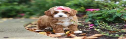 Cavapoo dogs for sale: Vivian - Ad 6