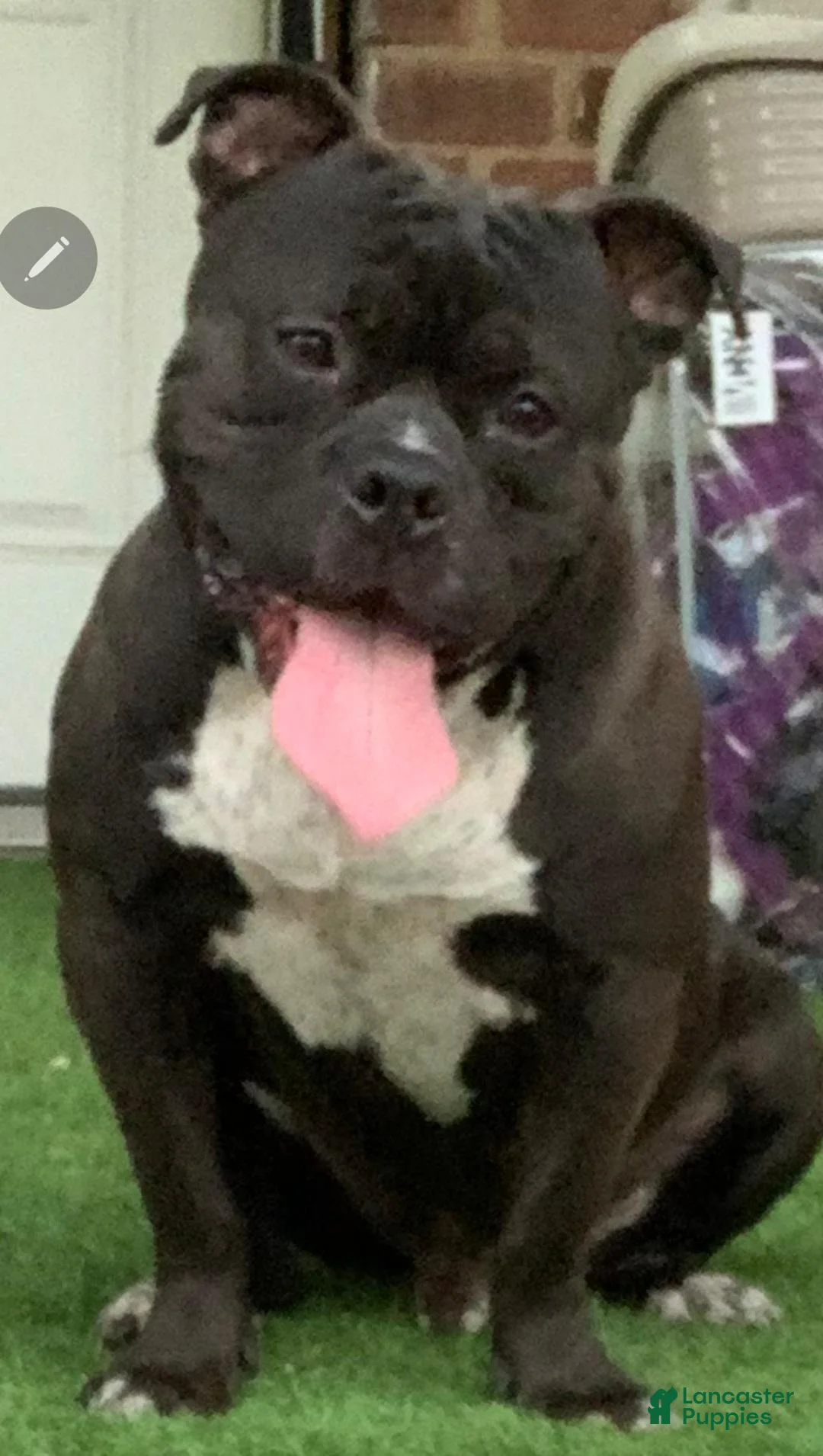 American Bully dogs for sale: American Bully 4 - Ad 4