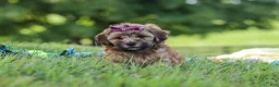 Yorkiepoo dogs for sale: Posie - Ad 3