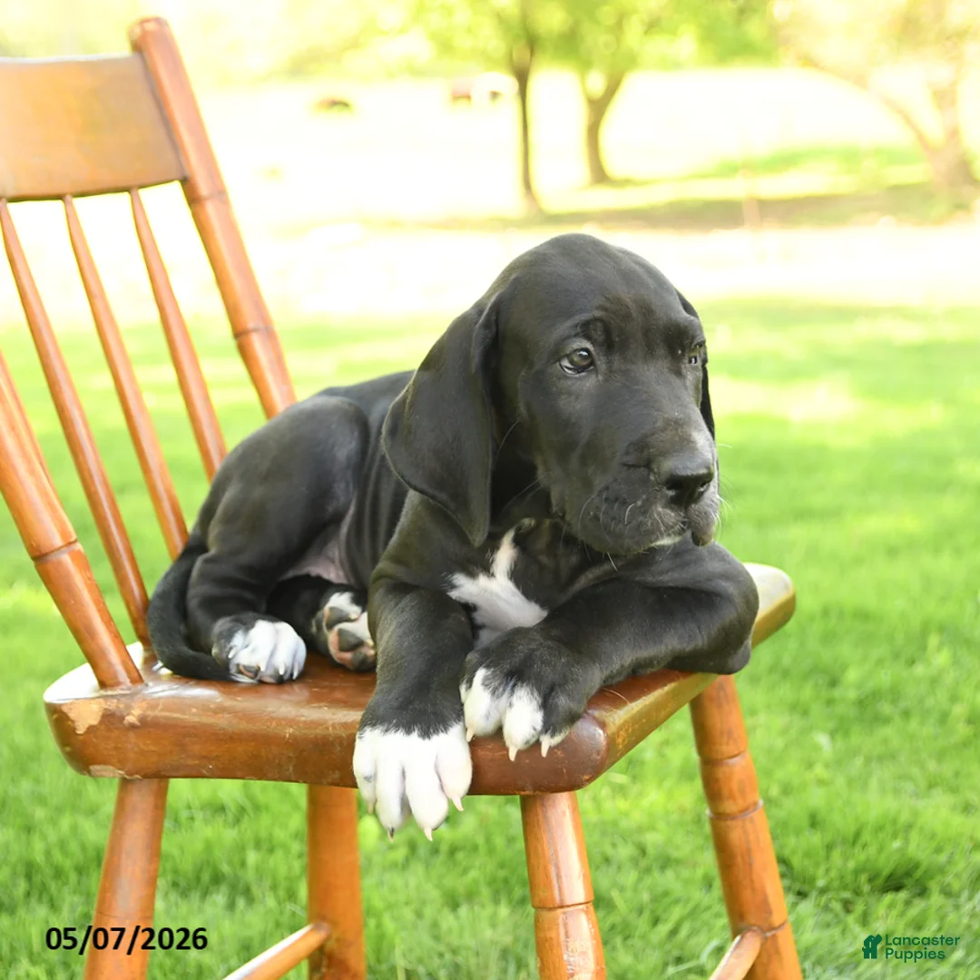 Great Dane dogs for sale: Stella - Ad 3