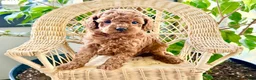 Toy Poodle dogs for sale: Remi  - Ad 2