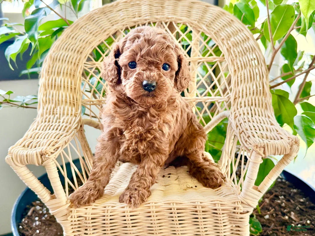 Toy Poodle dogs for sale: Remi  - Ad 2