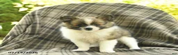 Pomeranian dogs for sale: Sunny  - Ad 5