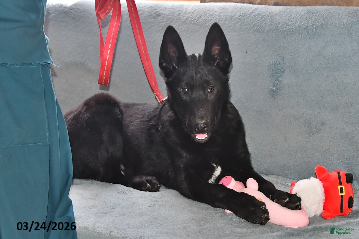 Belgian Malinois dogs Apollo - Ad 1