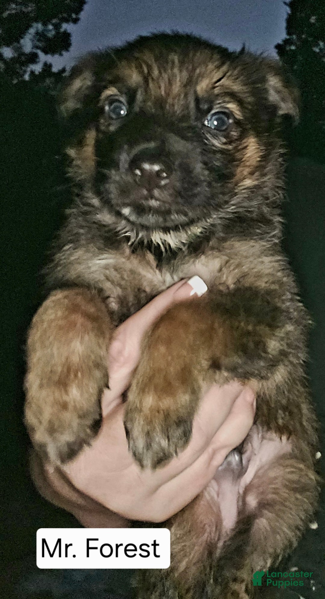 German Shepherd dogs for sale: German Shepherd Puppy 4 - Forest - Ad 2