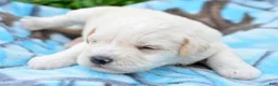 Miniature Schnauzer dogs for sale: Miniature Schnauzer Mollie - Ad 7
