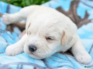 Miniature Schnauzer dogs Miniature Schnauzer Mollie - Ad 29