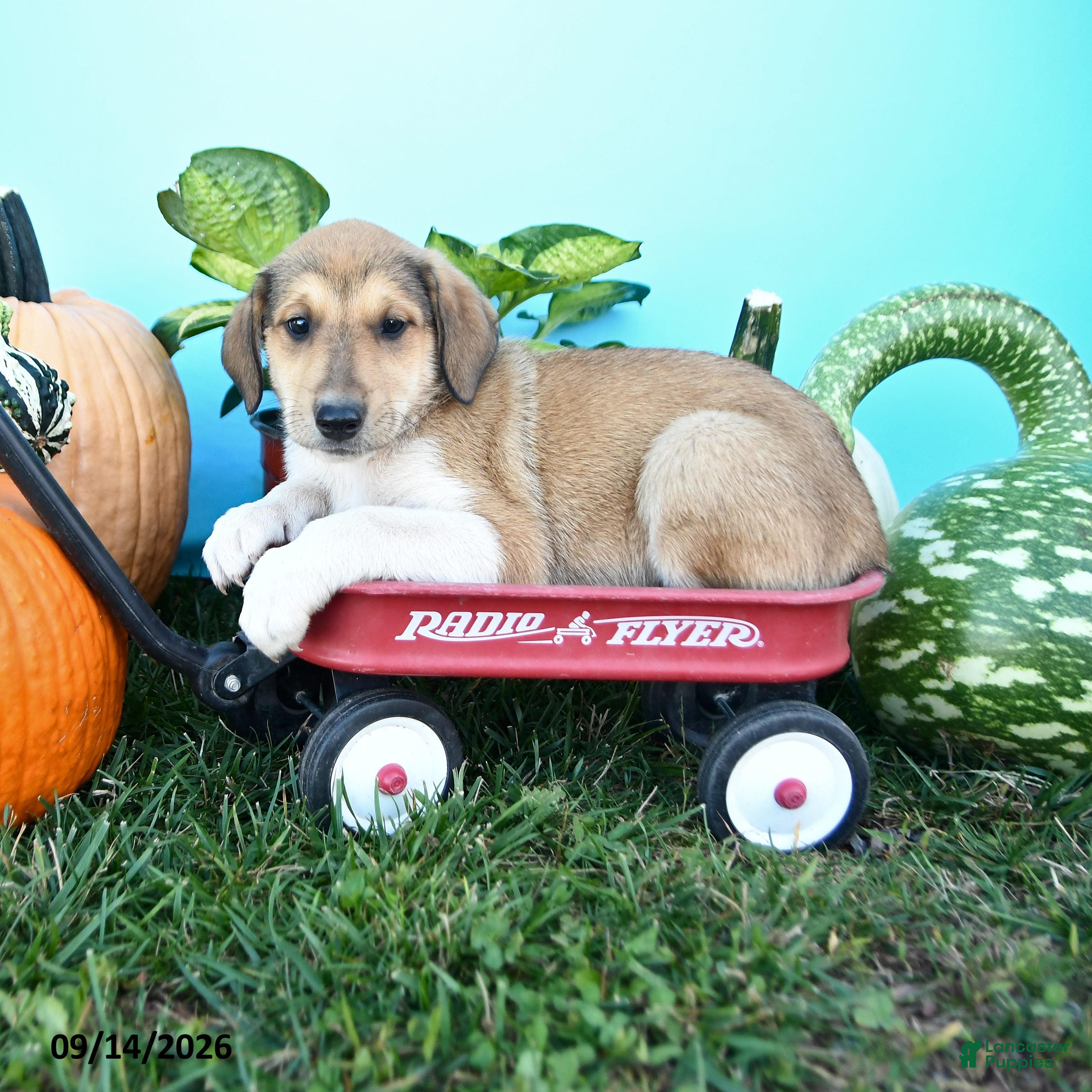 Mixed Breed dogs Rosie - Ad 1