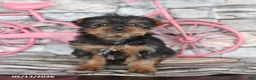Yorkshire Terrier dogs for sale: Janice - Ad 4