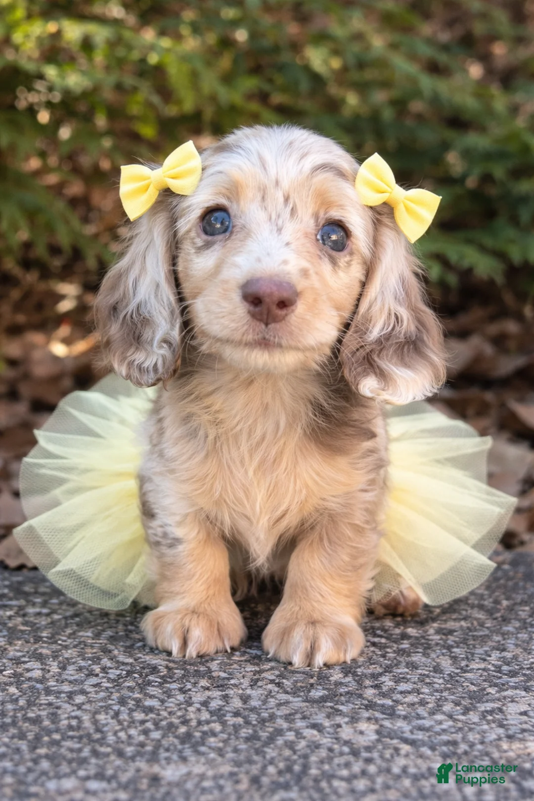 Miniature Dachshund dogs for sale: Luna - Ad 1