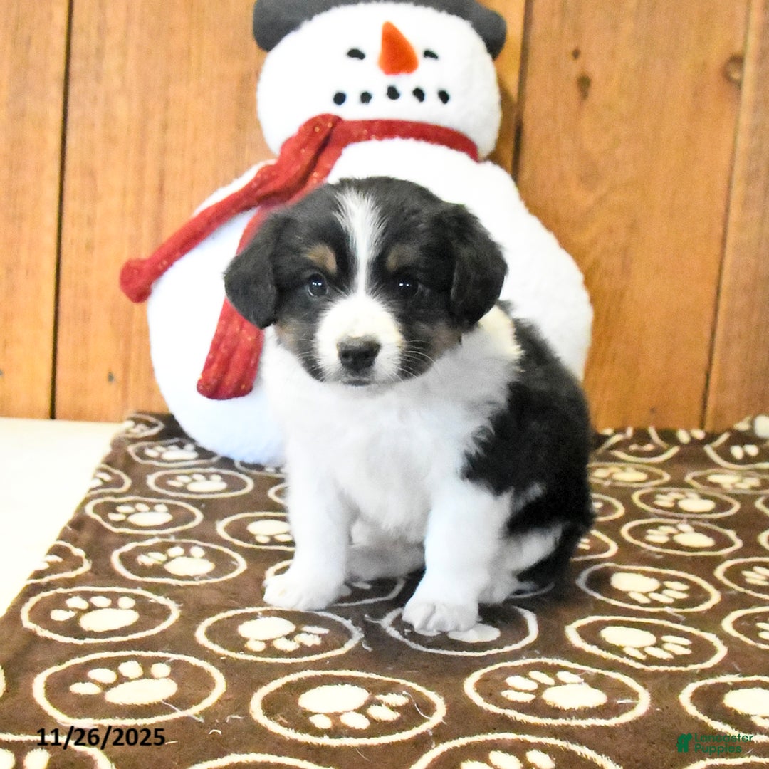Miniature Australian Shepherd dogs for sale: Vance - Ad 4
