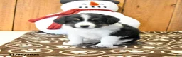 Miniature Australian Shepherd dogs for sale: Vance - Ad 4