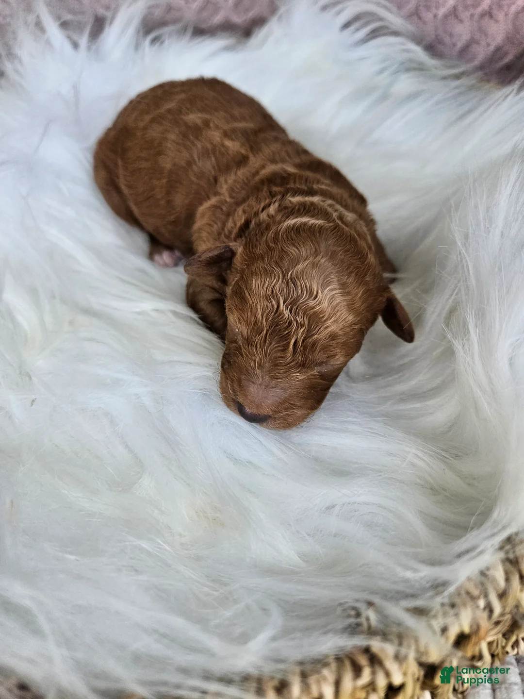 Cavapoo dogs for sale: Judge - Ad 2