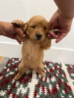 Golden Retriever dogs Pink Girl - Ad 1