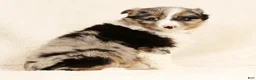 Miniature Australian Shepherd dogs for sale: Erin - Ad 2