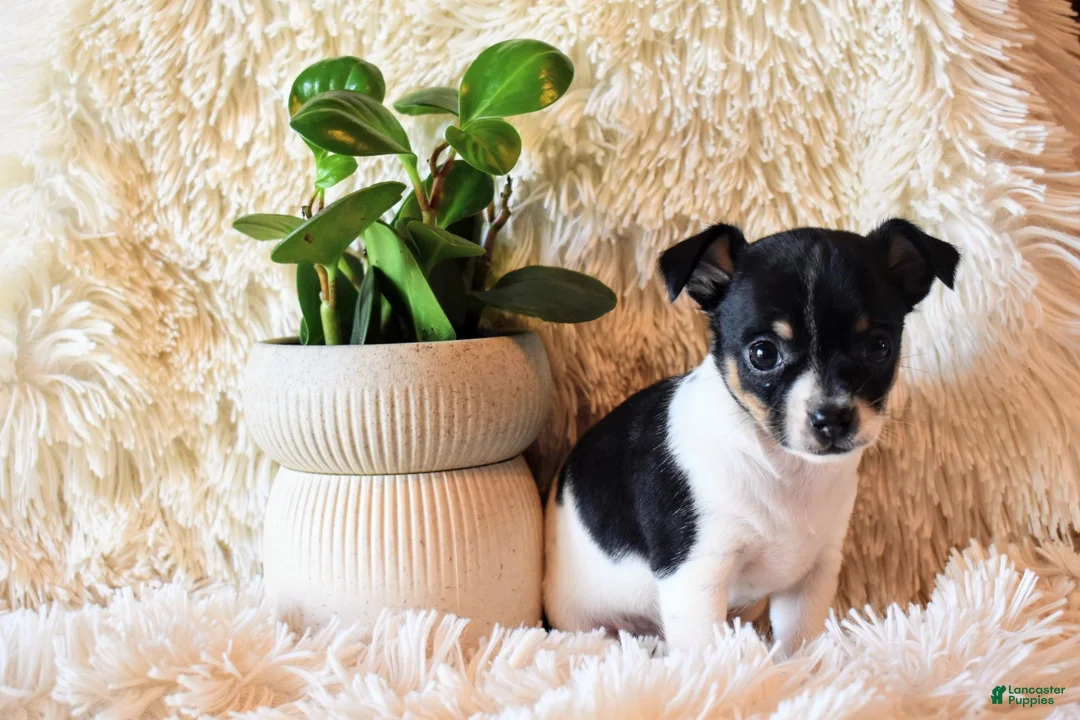 Chihuahua dogs for sale: Daisy - Ad 1