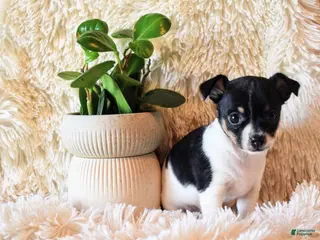 Chihuahua dogs Daisy - Ad 39