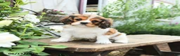 Cavachon dogs for sale: William - Ad 1