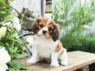 Cavachon dogs for sale: William - Ad 3