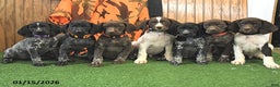 German Shorthaired Pointer dogs for sale: Carson - Ad 5
