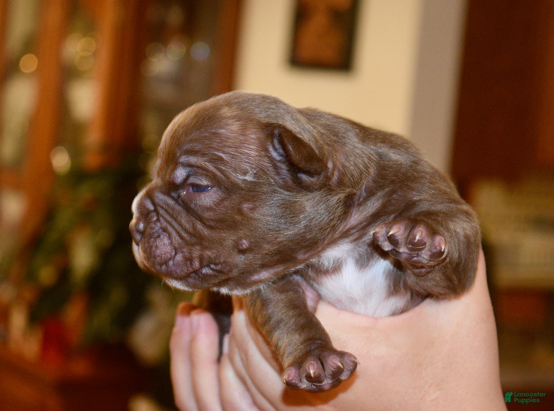 American Bully dogs for sale: American Bully Puppy 1 - Ad 1