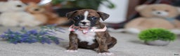 Boxer dogs for sale: Cadance - Ad 2