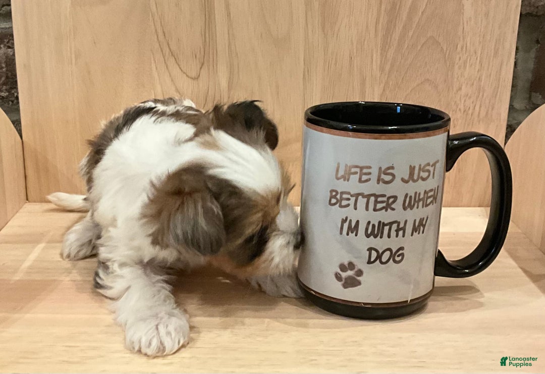 Yorkshire Terrier dogs for sale: Yorkshire Terrier Puppy 1 - Ad 2