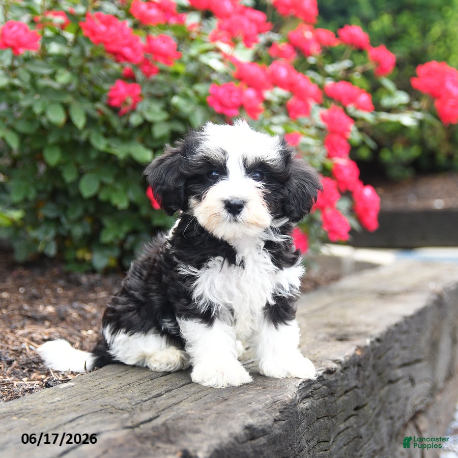 Mixed Breed dogs Jack  - Ad 1