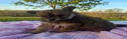 Pomapoo dogs for sale: Latte - Ad 5