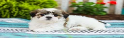 Shih Tzu dogs for sale: Blossom (Raised in Home, Crate Trained & Potty Training!) - Ad 2