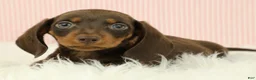 Miniature Dachshund dogs for sale: Loki 🦔 - Ad 4