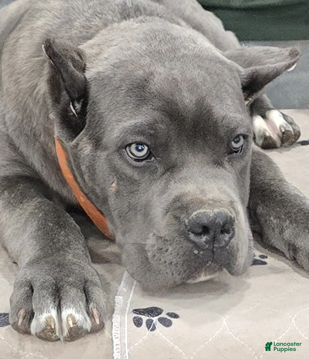 Cane Corso dogs for sale: Brown Boy - Ad 8