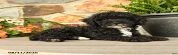 Miniature Poodle dogs for sale: Yelana - Ad 5