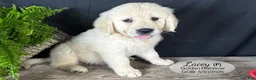 Golden Retriever dogs for sale: Lacey - Ad 1