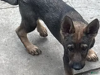 German Shepherd dogs German Shepherd 4 - Ad 18