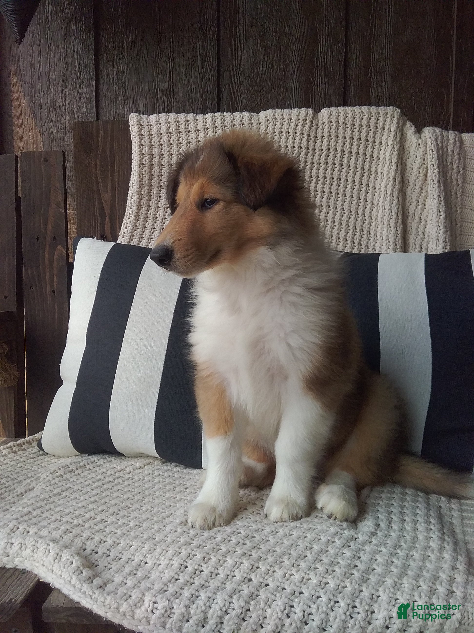 Collie dogs Milo - Ad 2