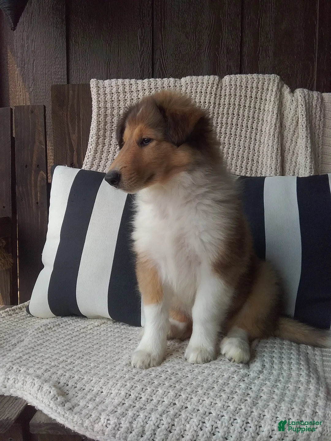 Collie dogs for sale: Milo - Ad 2