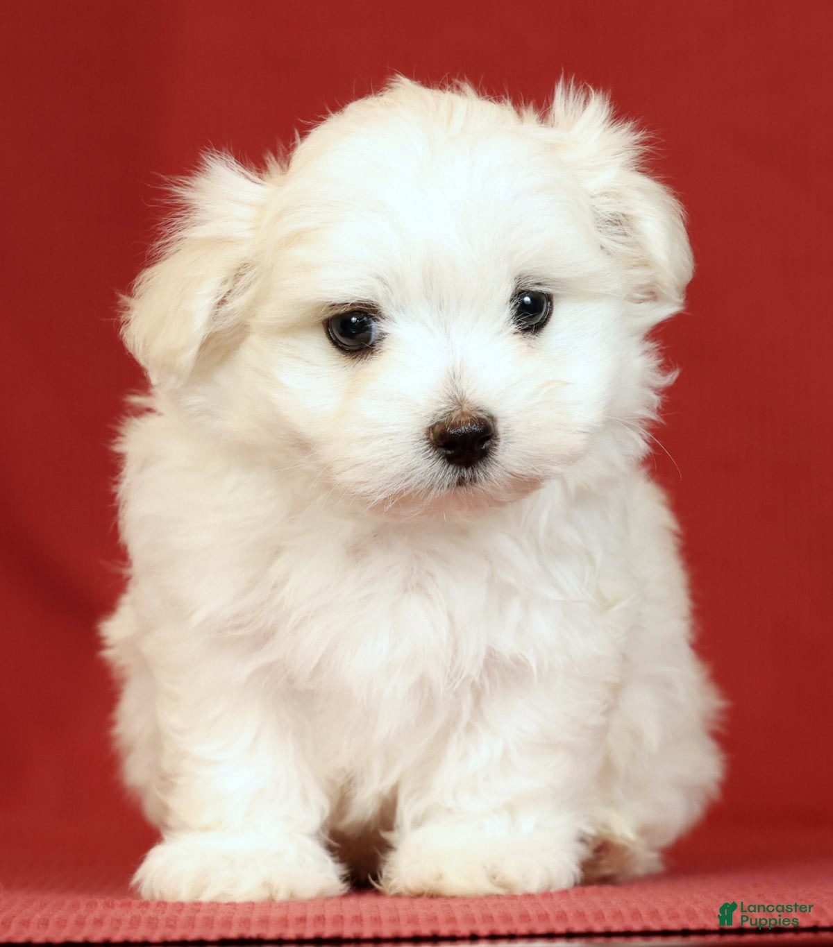 Maltese dogs Luke - Ad 2