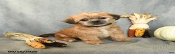 Shorkie dogs for sale: Milky Way - Ad 4