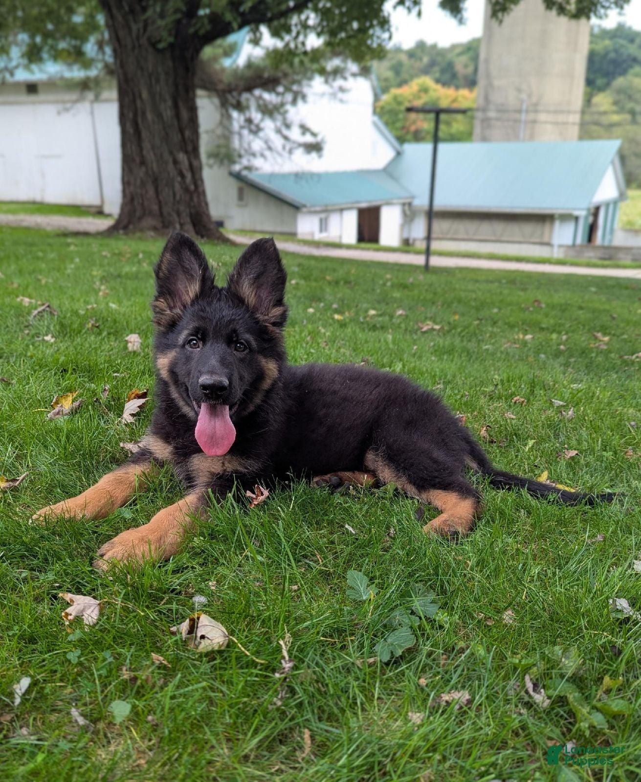 German Shepherd dogs Stella - Ad 1