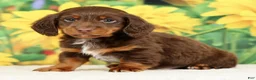 Miniature Dachshund dogs for sale: Lennon - Ad 3