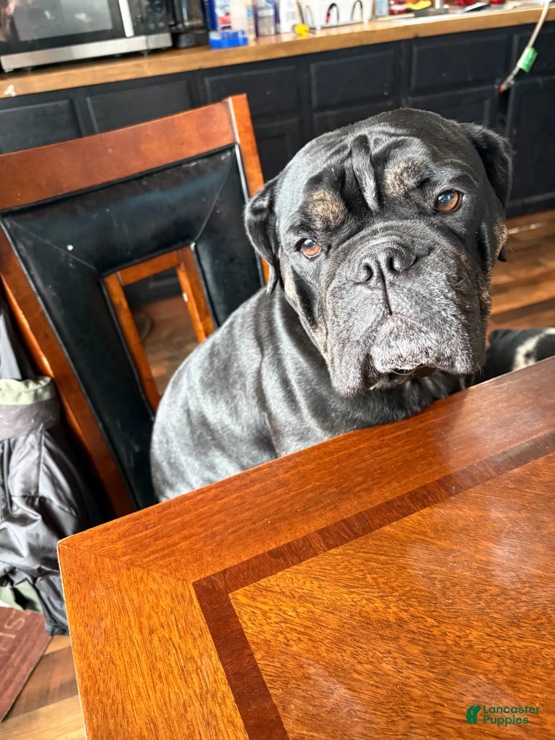 Olde English Bulldogge dogs for sale: Olde English Bulldogge Puppy 7 - Ad 3