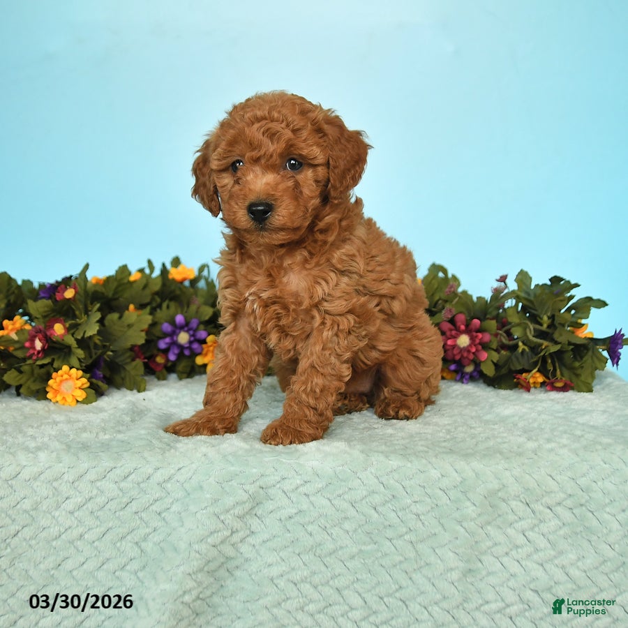 Miniature Poodle dogs Bingo - Ad 1