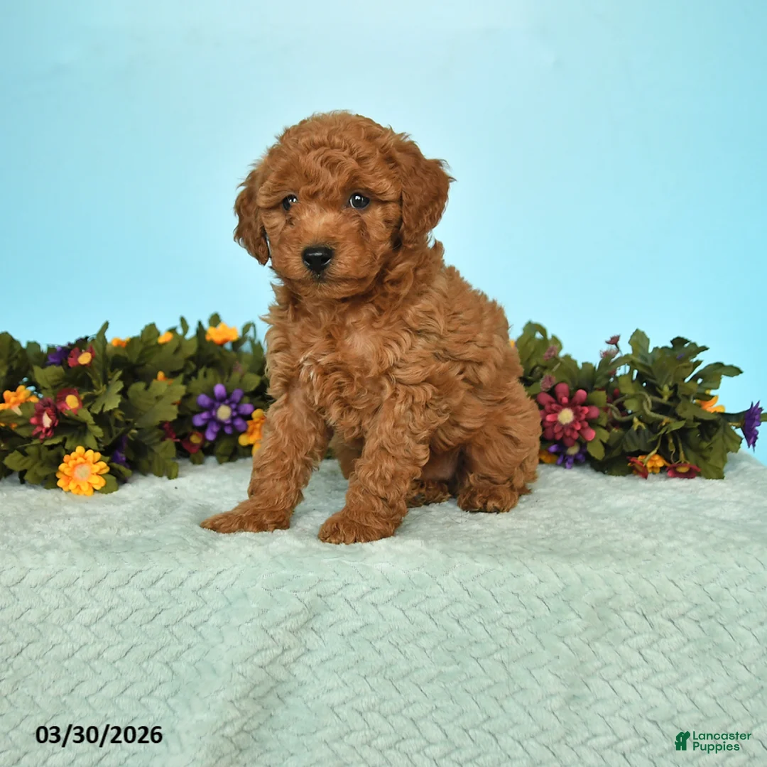 Miniature Poodle dogs for sale: Bingo - Ad 1