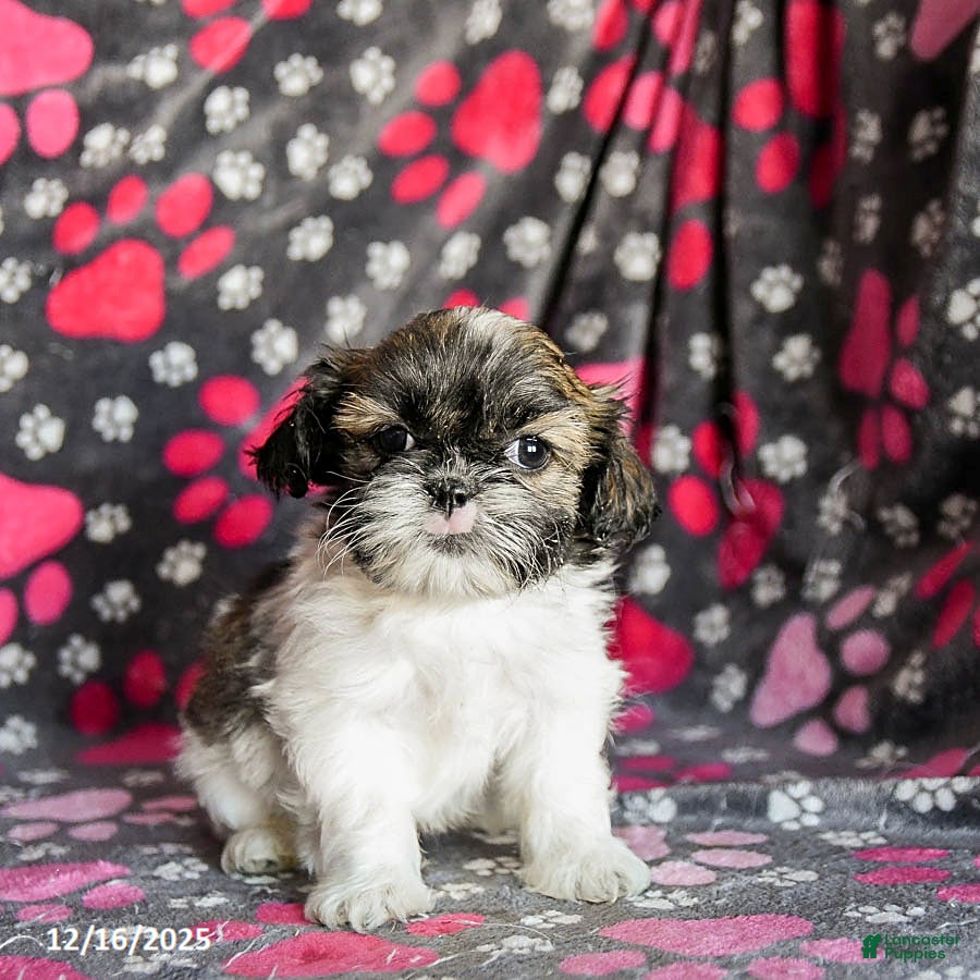Shih Tzu dogs Sarge - Ad 35