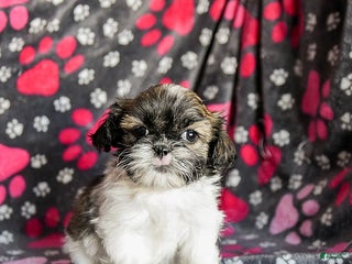 Shih Tzu dogs Sarge - Ad 8